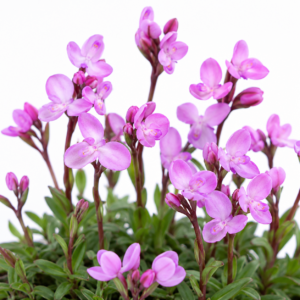 Disa minor - 10+ Seed Pack