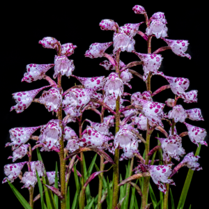 Disa montana - Mountain Disa - 10+ Seed Pack