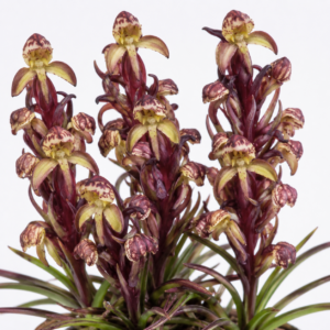 Disa neglecta - 10+ Seed Pack