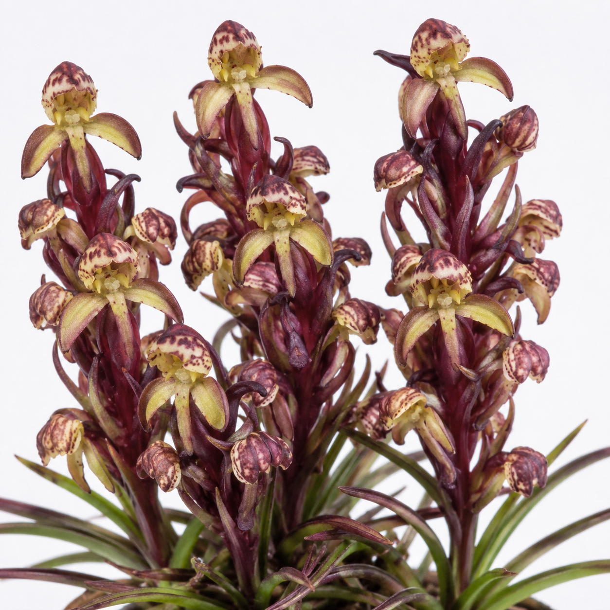 Disa neglecta - 10+ Seed Pack