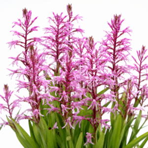 Disa nervosa - Watson Disa - 10+ Seed Pack