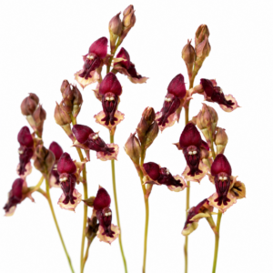 Disa newdigateae - 10+ Seed Pack