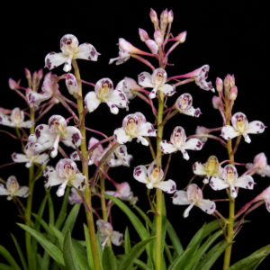 Disa nivea - Snow Disa - 10+ Seed Pack