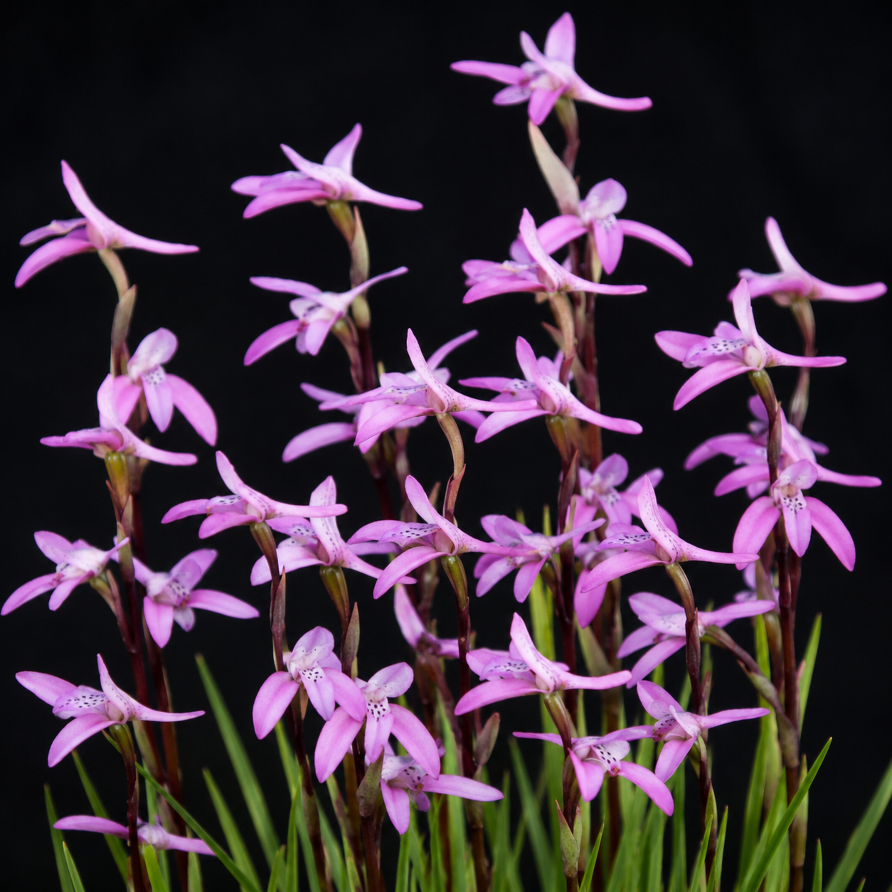 Disa obliqua ssp. clavigera - Kapotjie Disa - 10+ Seed Pack