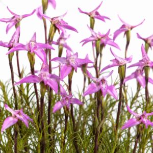 Disa obliqua ssp. obliqua (Schizodium obliquum obliquum) - 10+ Seed Pack