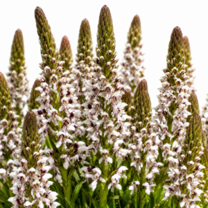 Disa obtusa ssp. hottentotica - Straight Pungent Disa - 10+ Seed Pack