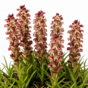 Disa obtusa ssp. picta - Curly Pungent Disa - 10+ Seed Pack