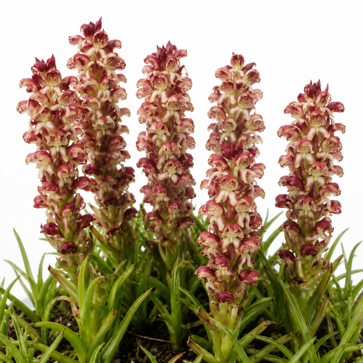 Disa obtusa ssp. picta - Curly Pungent Disa - 10+ Seed Pack