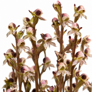 Disa ocellata - Cloud Disa - 10+ Seed Pack