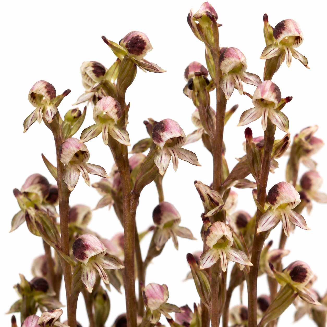 Disa ocellata - Cloud Disa - 10+ Seed Pack