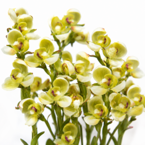 Disa oligantha - 10+ Seed Pack