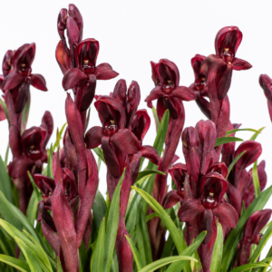 Disa ophrydea - Beetroot Monadisa - 10+ Seed Pack