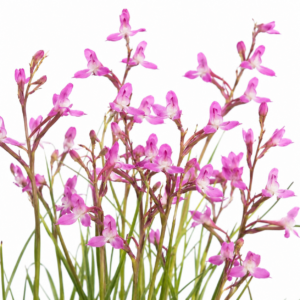 Disa oreophila ssp. erecta - 10+ Seed Pack