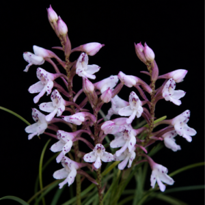 Disa oreophila ssp. oreophila - 10+ Seed Pack
