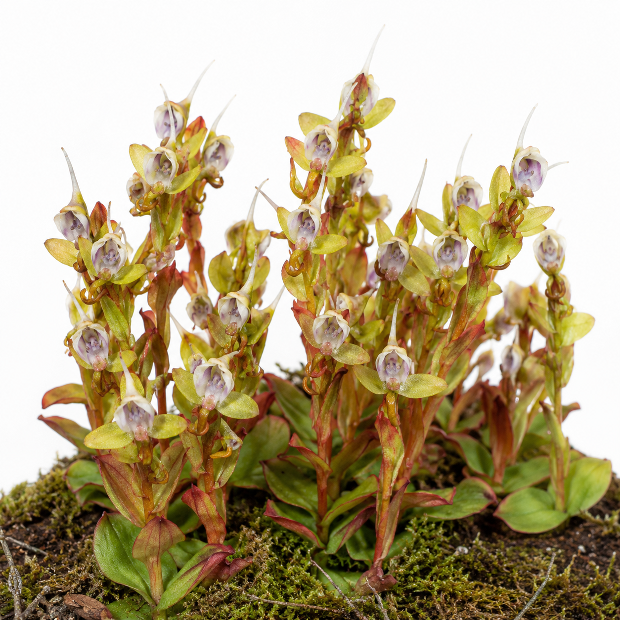 Disa ovalifolia (Ovalleaf Disa) - 10+ Seed Pack