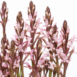 Disa patula var. patula - 10+ Seed Pack