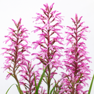 Disa patula var. transvaalensis - 10+ Seed Pack