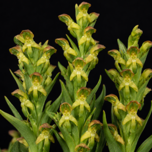 Disa physodes - 10+ Seed Pack