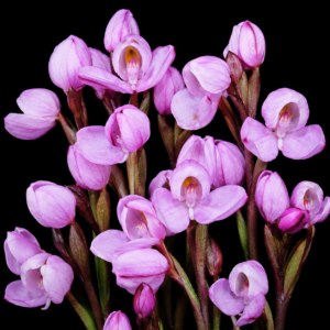 Disa pillansii - Moss Disa - 10+ Seed Pack
