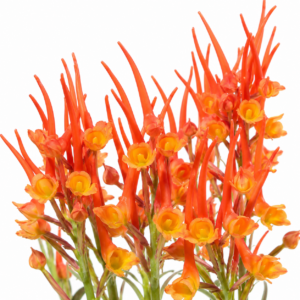 Disa porrecta - Rocket Orchid - 10+ Seed Pack