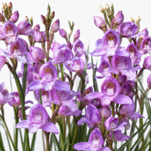 Disa procera - 10+ Seed Pack