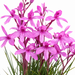 Disa pulchra - Scalewatson Disa - 10+ Seed Pack