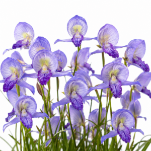 Disa purpurascens - Early Blue Disa - 10+ Seed Pack