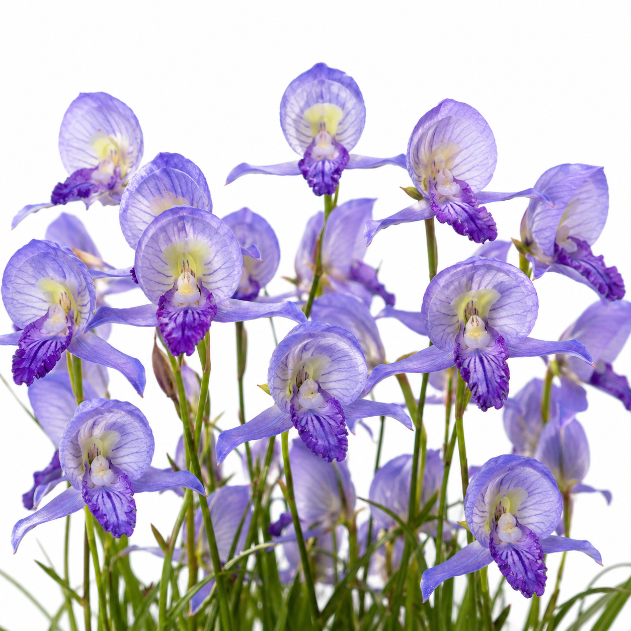 Disa purpurascens - Early Blue Disa - 10+ Seed Pack
