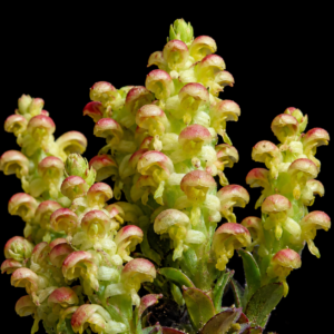 Disa pygmaea - 10+ Seed Pack