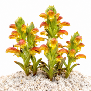 Disa pygmaea × sabulosa - 10+ Seed Pack