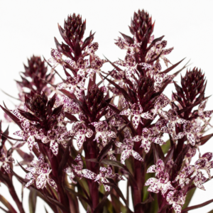 Disa remota - The Remote Disa - 10+ Seed Pack