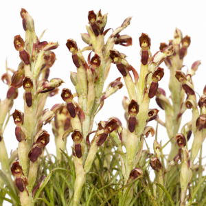 Disa reticulata - Net Monadisa - 10+ Seed Pack