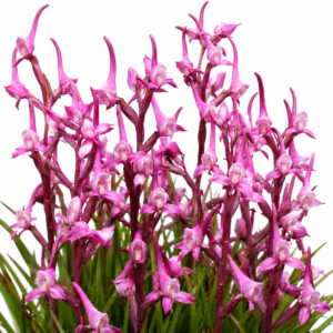 Disa rhodantha - Swamp Disa - 10+ Seed Pack