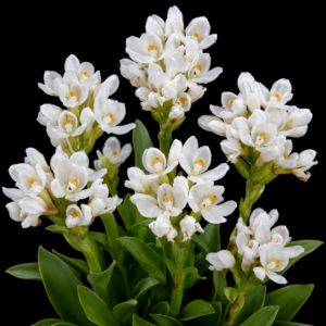 Disa richardiana - 10+ Seed Pack