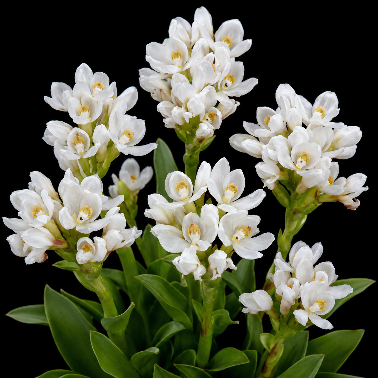 Disa richardiana - 10+ Seed Pack