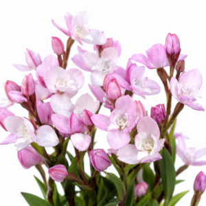 Disa rosea - Rose Disa - 10+ Seed Pack