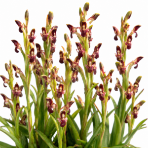 Disa rufescens - Blushing Monadisa - 10+ Seed Pack