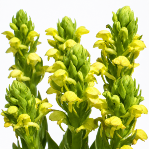 Disa sabulosa - Hangklip Monadisa - 10+ Seed Pack