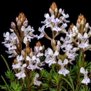 Disa sagittalis - Chromosome Disa - 10+ Seed Pack