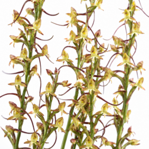 Disa salteri - Longspur Disa - 10+ Seed Pack