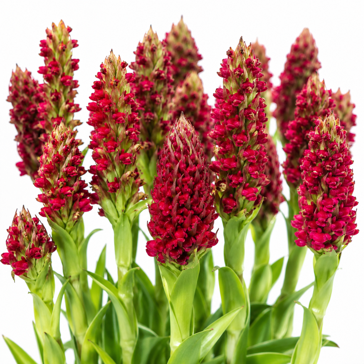 Disa sanguinea - Blood Disa - 10+ Seed Pack