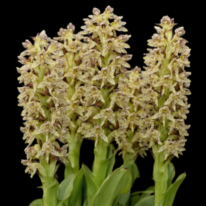 Disa sankeyi - 10+ Seed Pack