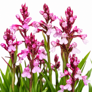 Disa saxicola - Rock Disa - 10+ Seed Pack