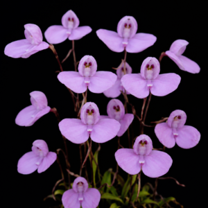 Disa schizodioides (Orthopenthea schizodioides) - 10+ Seed Pack