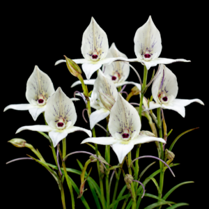 Disa schlechteriana - Spur Bonnet - 10+ Seed Pack
