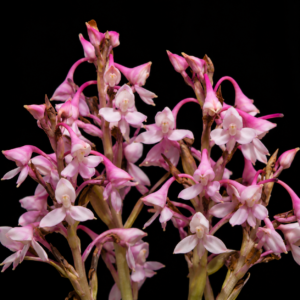 Disa scullyi - Moor Disa - 10+ Seed Pack