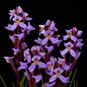Disa similis - Goldtrim Disa - 10+ Seed Pack