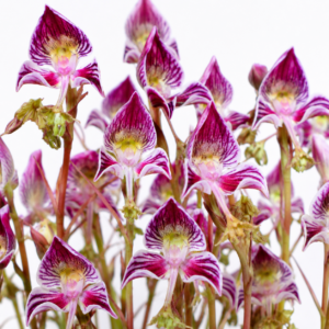 Disa spathulata ssp. tripartita - 10+ Seed Pack