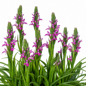 Disa stachyoides - The Stachys-Like Disa - 10+ Seed Pack