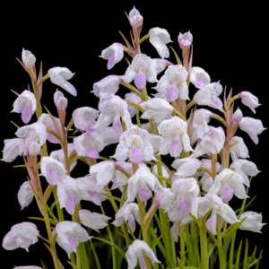Disa staerkeriana - 10+ Seed Pack